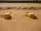 This image for Image Layouts addon